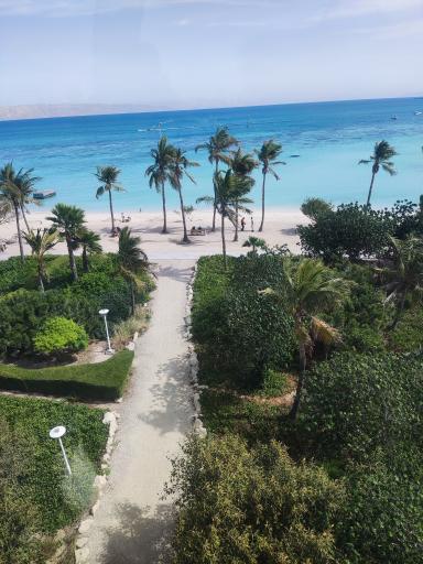 عکس ساحل درختان نارگیل