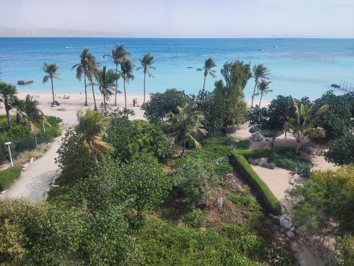 عکس ساحل درختان نارگیل