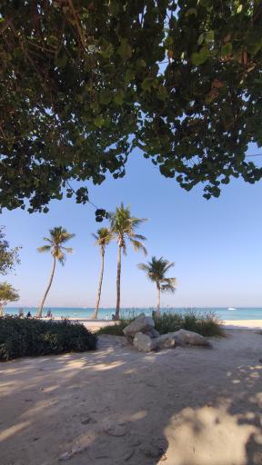 عکس ساحل درختان نارگیل