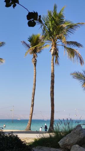 عکس ساحل درختان نارگیل