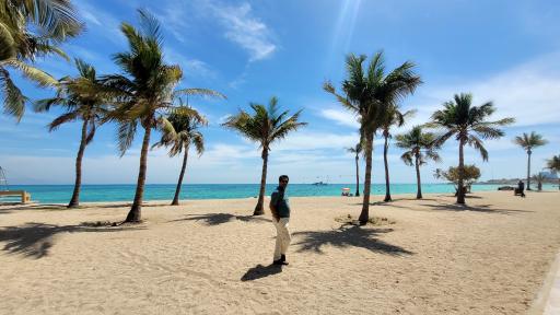 عکس ساحل درختان نارگیل