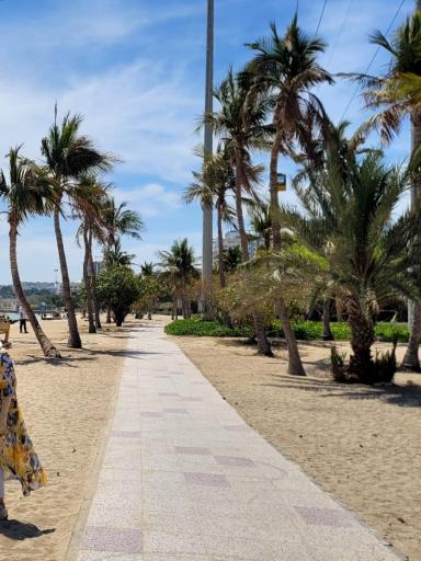 عکس ساحل درختان نارگیل