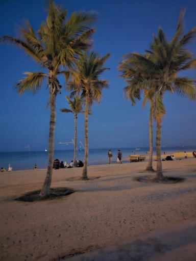 عکس ساحل درختان نارگیل