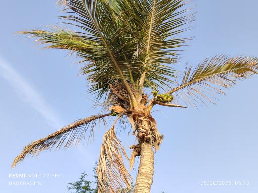 ساحل درختان نارگیل