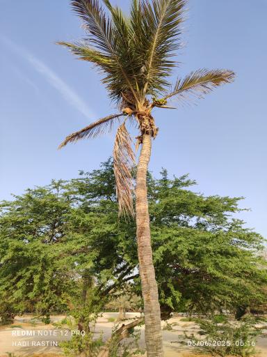 عکس ساحل درختان نارگیل