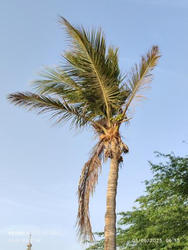 عکس ساحل درختان نارگیل