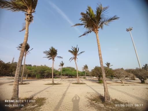 ساحل درختان نارگیل