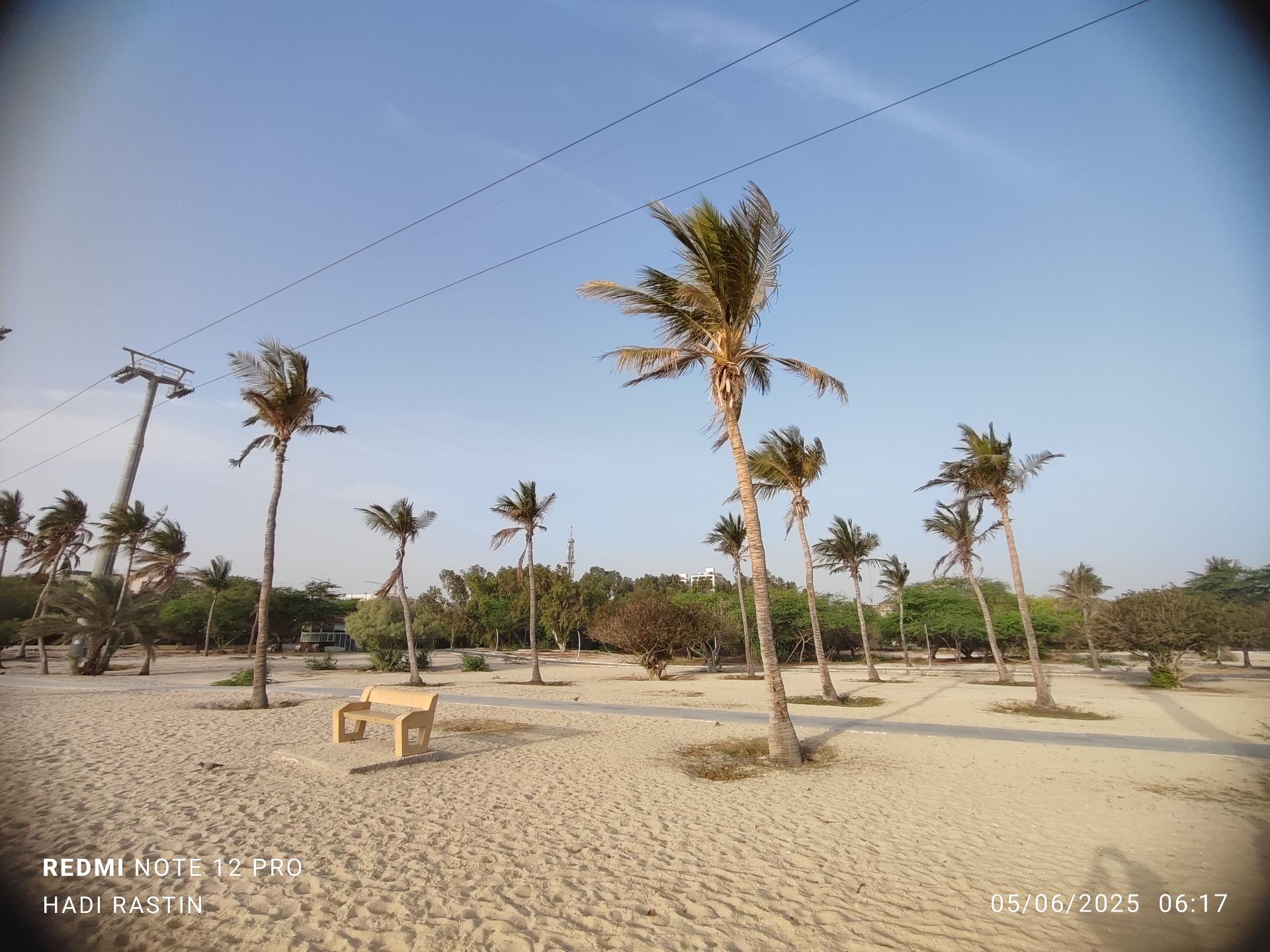 عکس ساحل درختان نارگیل