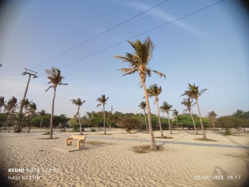 ساحل درختان نارگیل