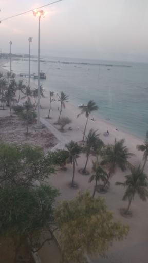 عکس ساحل درختان نارگیل