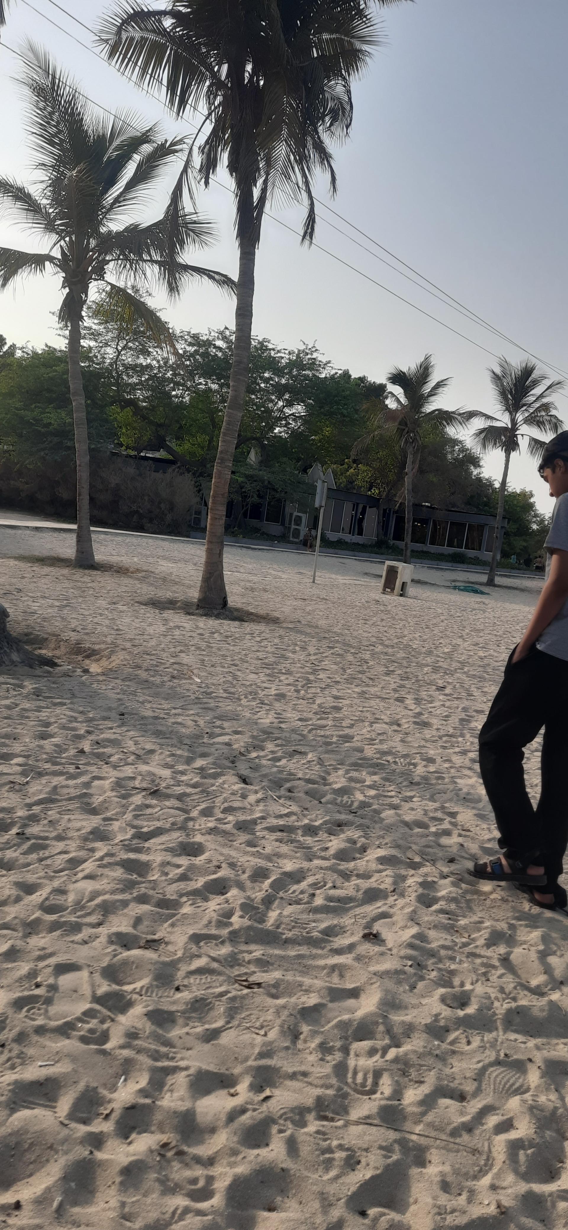 عکس ساحل درختان نارگیل