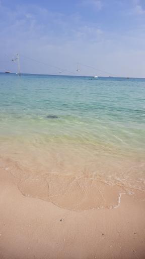 عکس ساحل درختان نارگیل