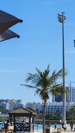 عکس ساحل درختان نارگیل