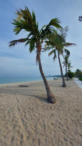 عکس ساحل درختان نارگیل