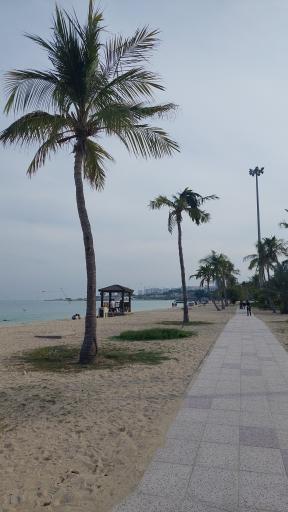 عکس ساحل درختان نارگیل