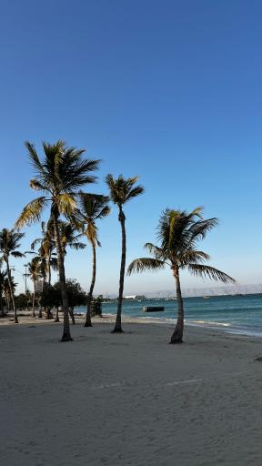 عکس ساحل درختان نارگیل