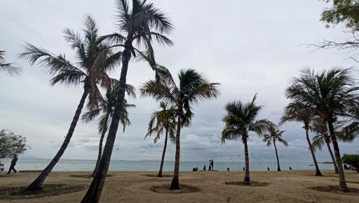 عکس ساحل درختان نارگیل