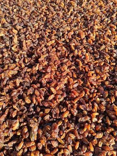 عکس کشمش فروشی سام تاک