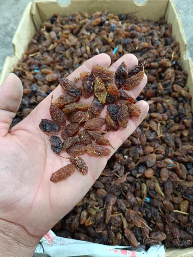 عکس کشمش فروشی سام تاک