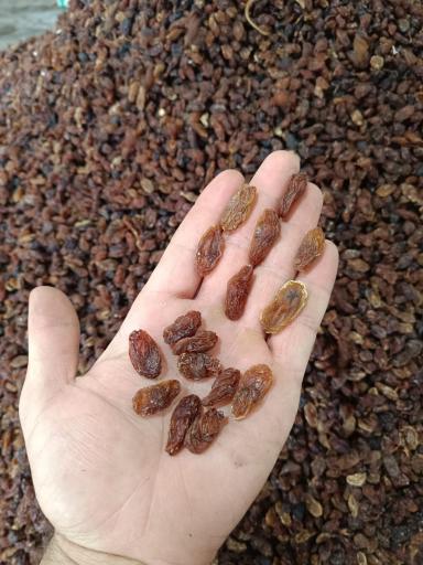 عکس کشمش فروشی سام تاک