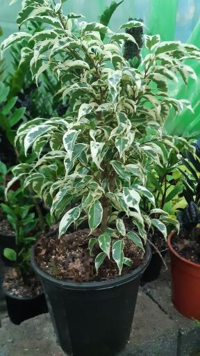 عکس گلخانه مهدیس