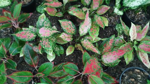 عکس گلخانه مهدیس