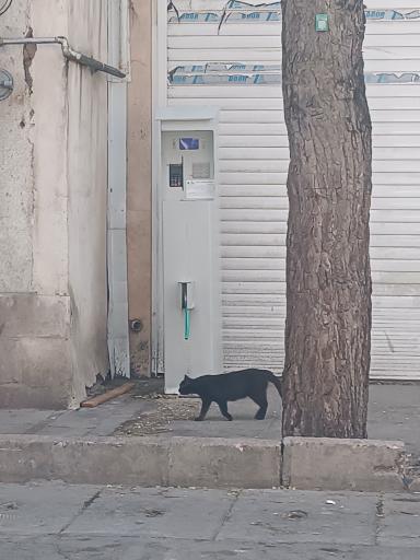 عکس عابر آب چشمه