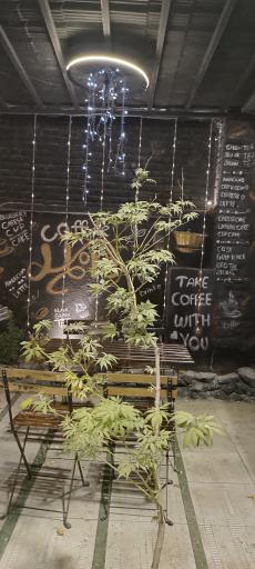 عکس کافه هوپ