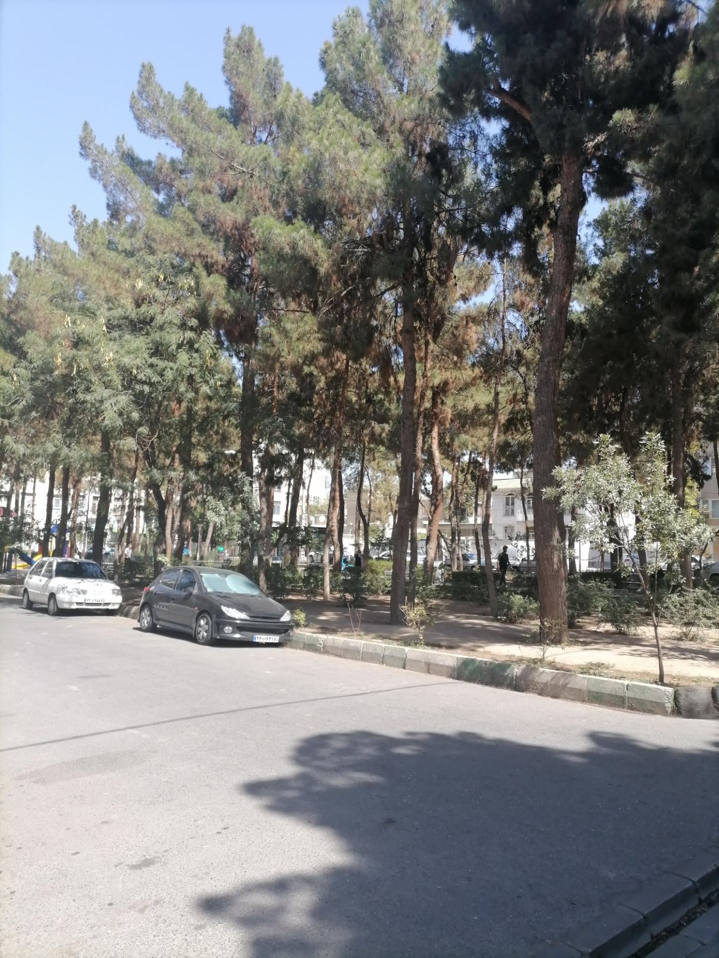 عکس پارک کاج