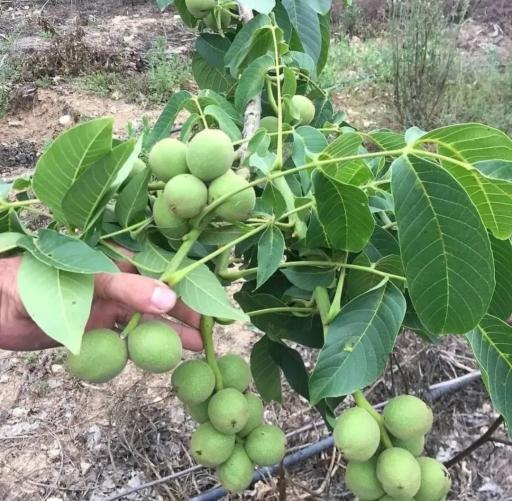 عکس نهالستان سبز کوروش 