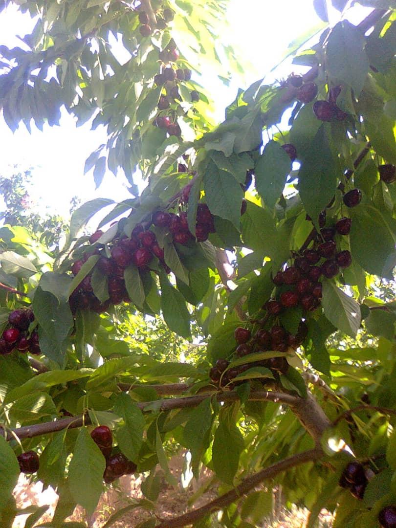 عکس نهالستان سبز کوروش 