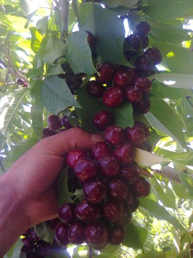 عکس نهالستان سبز کوروش 