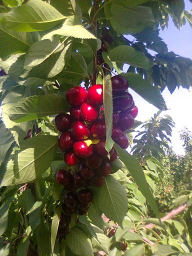 عکس نهالستان سبز کوروش 