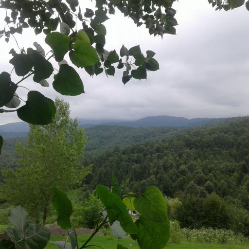 جنگل سینوا