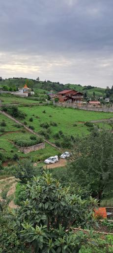 عکس جنگل سینوا