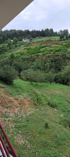 عکس جنگل سینوا