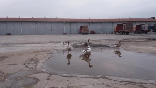 عکس شرکت پخش پارسه نوین قابوس گلستان
