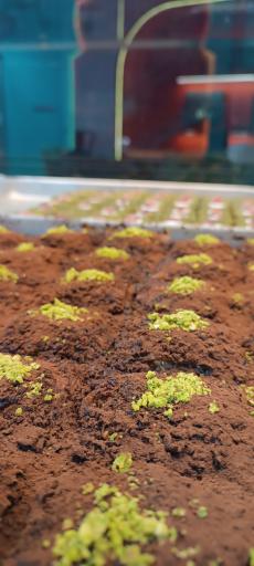 عکس کافه باقلوای امین پاشا