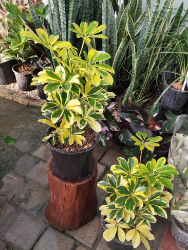 عکس گلخانه بهشت اصفهان