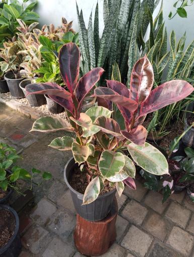 عکس گلخانه بهشت اصفهان