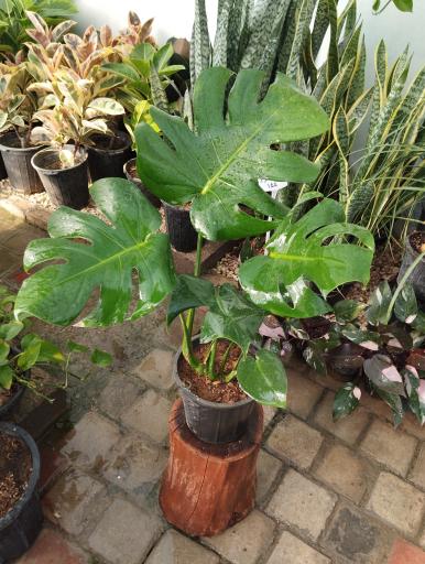 عکس گلخانه بهشت اصفهان