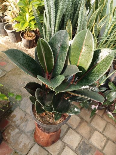 عکس گلخانه بهشت اصفهان