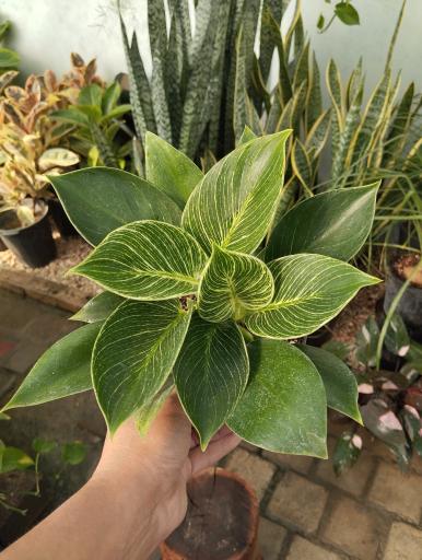 عکس گلخانه بهشت اصفهان