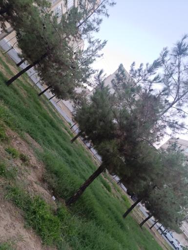 عکس فضای سبز