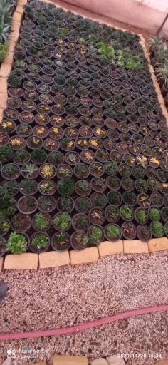 عکس نمایشگاه گل و گیاه کاکتوس سنتر اصفهان