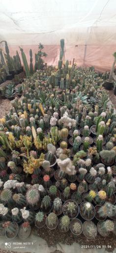 عکس نمایشگاه گل و گیاه کاکتوس سنتر اصفهان