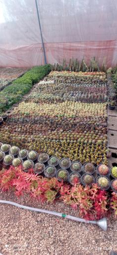 عکس نمایشگاه گل و گیاه کاکتوس سنتر اصفهان