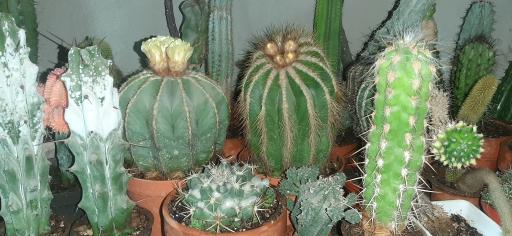 عکس نمایشگاه گل و گیاه کاکتوس سنتر اصفهان