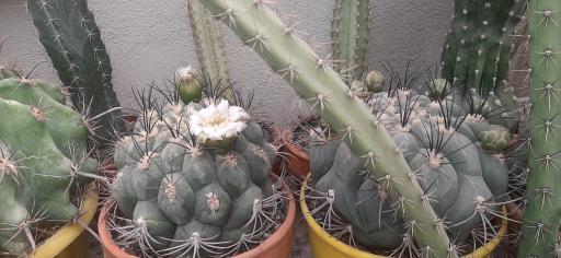 عکس نمایشگاه گل و گیاه کاکتوس سنتر اصفهان