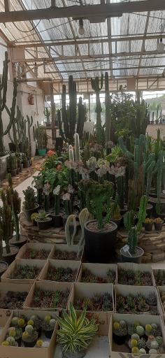عکس نمایشگاه گل و گیاه کاکتوس سنتر اصفهان